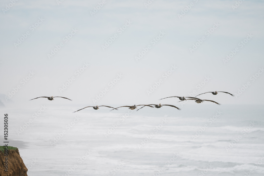 Pelikan in Formation über Meer an Küste entlang Pelikan in Formation über Meer an Küste entlang
