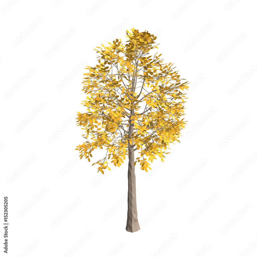 Aspen tree. Isolated on white background. 3d Vector illustration.