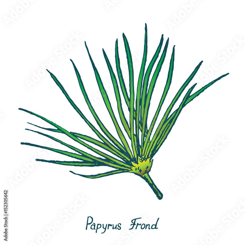 Papyrus Leaf (Cyperus papyrus, Gift of the Nile), hand drawn doodle, sketch in pop art style, vector color illustration