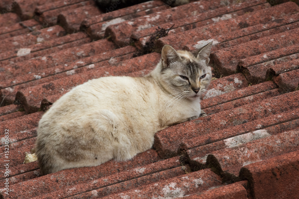 Gatto randagio sopra un tetto Stock Photo