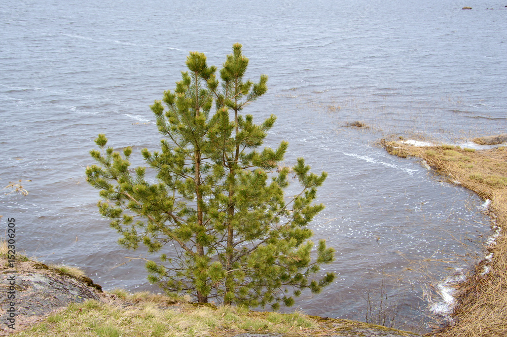 Landscape on the shore of the Bay, Northern vew of nature. Landscape on the shore of the Bay, Northern vew of nature.