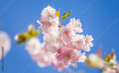 A beautiful blooming sakura blossom close-up on a blue sky background in spring