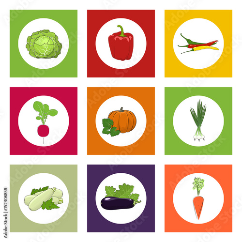 White Icons Vegetables on Colorful Background, Pumpkin and Hot Pasilla Chile Pepper , Green Onion and Radish, Zucchini Courgette and Sweet Peppers, Eggplant and Carrot , Cabbage, Vector Illustration