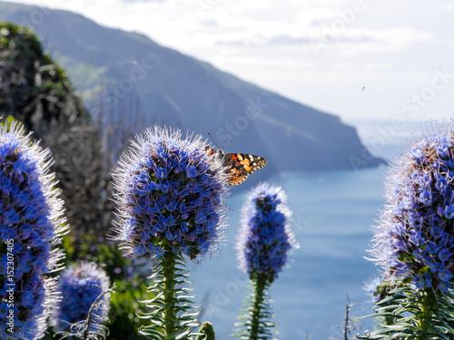 Blume mit Schmetterling auf Blumeninsel Madeira, Portugal photo