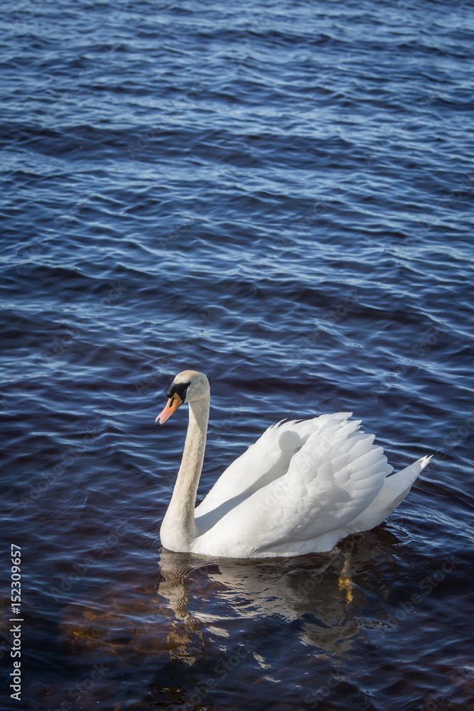 Obraz premium A beautiful portrait of an adult swan swimming in the lake