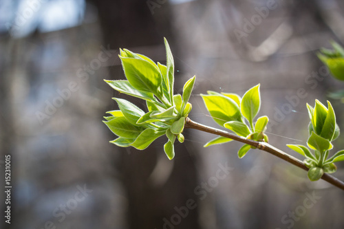 The first spring gentle leaves, buds and branches background