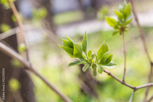 The first spring gentle leaves  buds and branches background