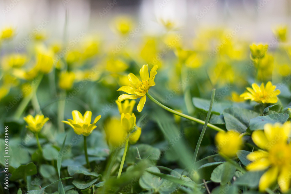 Buttercup yellow flower blooming in the spring in the woods