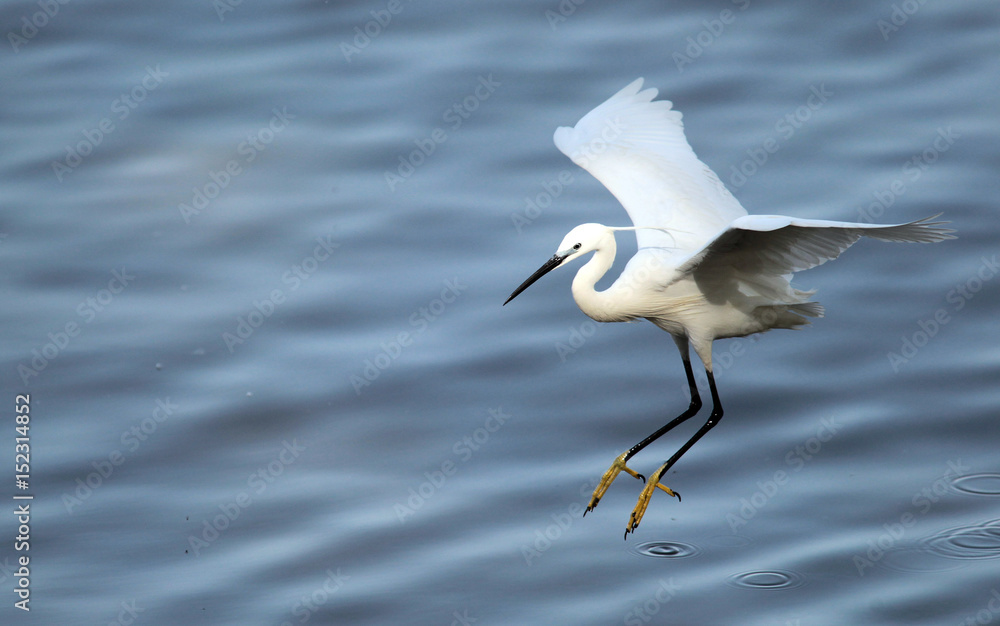 The little egret (Egretta garzetta) flying over the River Danube at Zemun in the Belgrade Serbia. The little egret (Egretta garzetta) flying over the River Danube at Zemun in the Belgrade Serbia.