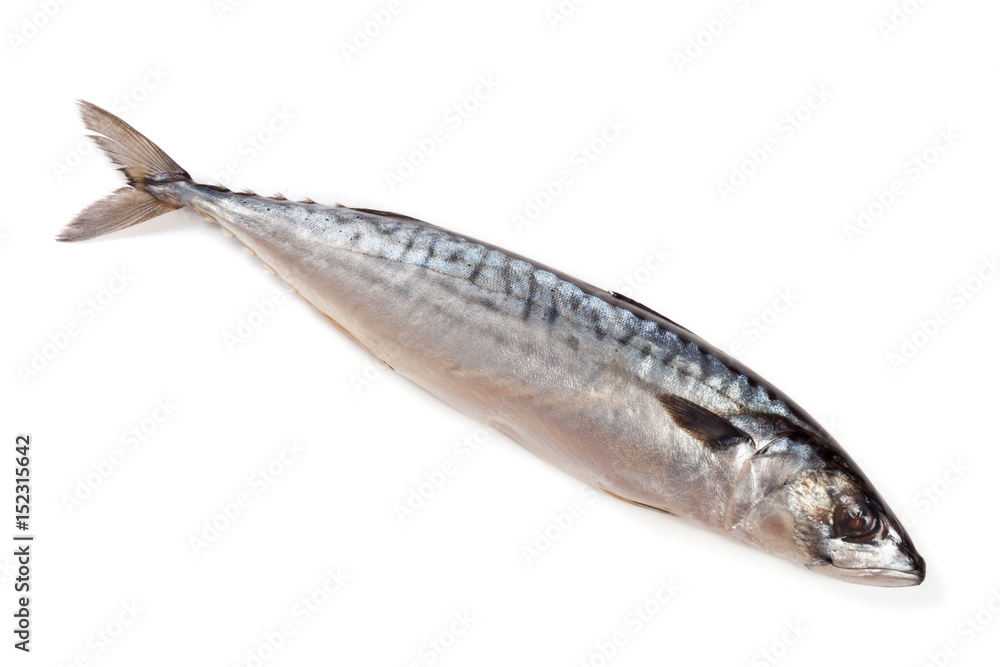 One fresh mackerel isolated on white background One fresh mackerel isolated on white background