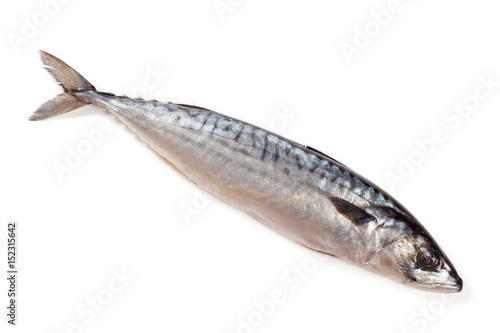 One fresh mackerel isolated on white background