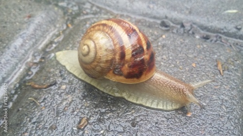 Snail on wet asphalt