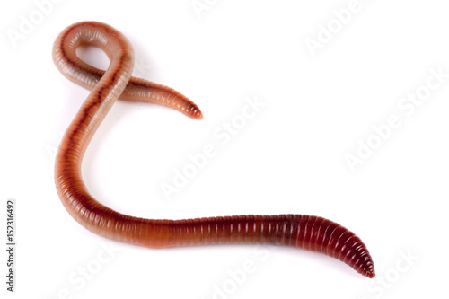 one earthworms isolated on white background