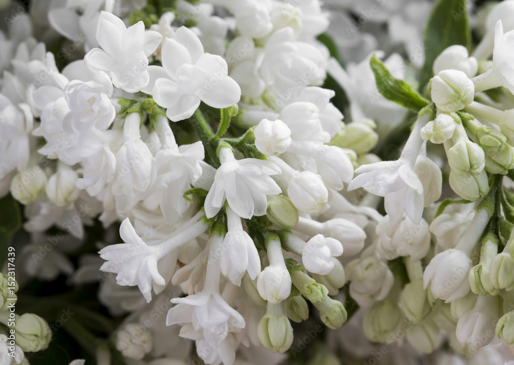 White lilac flowers.Macro view of spring white lilac flowers White lilac flowers.Macro view of spring white lilac flowers