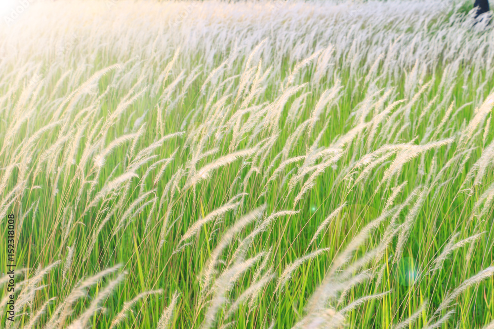 flower grass field under the beautiful sky background flower grass field under the beautiful sky background