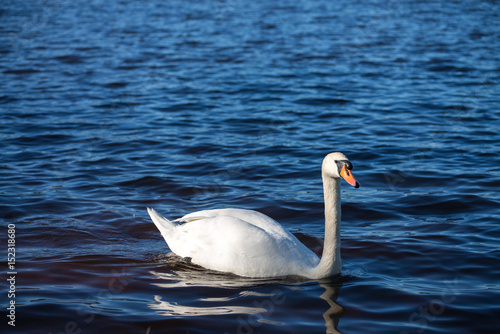 Swan swimming on the water in nature