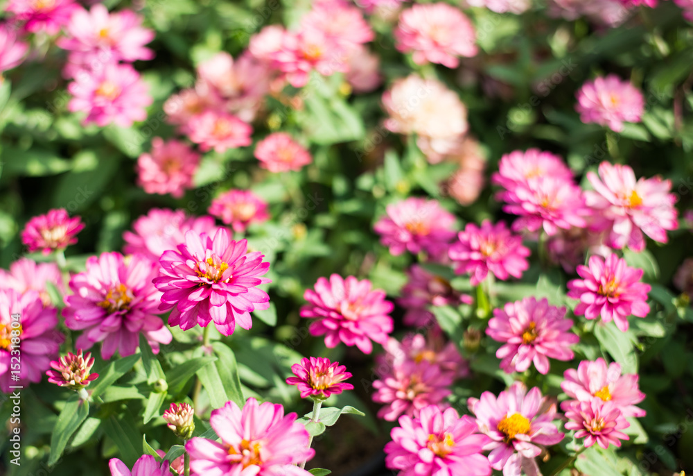Pink beautiful chrysanthemum flowers focus on one point of fram. Pink beautiful chrysanthemum flowers focus on one point of fram.
