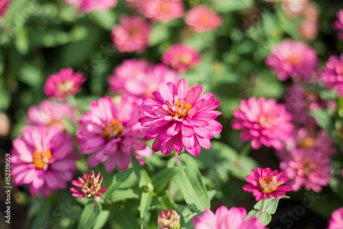 Pink beautiful chrysanthemum flowers  focus on one point of fram.