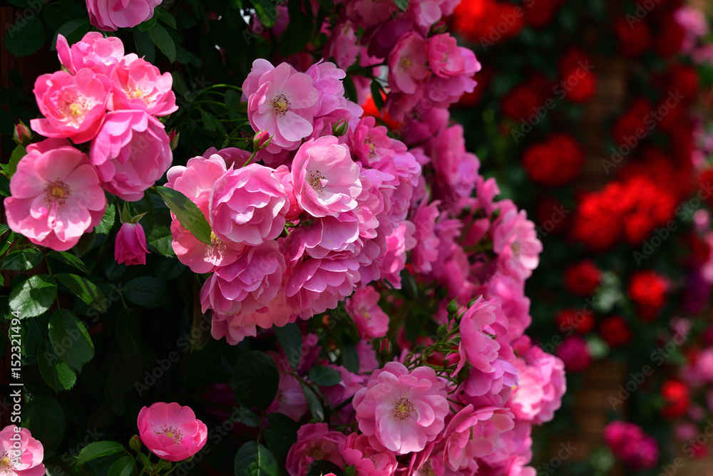 flower garden flower garden