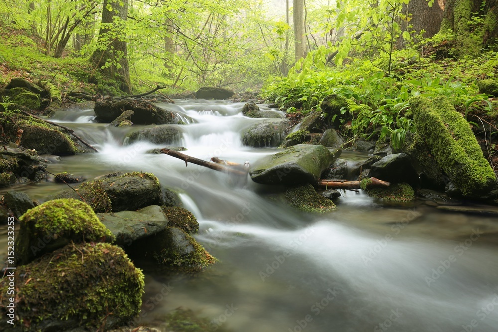 Forest stream on a foggy spring morning Forest stream on a foggy spring morning