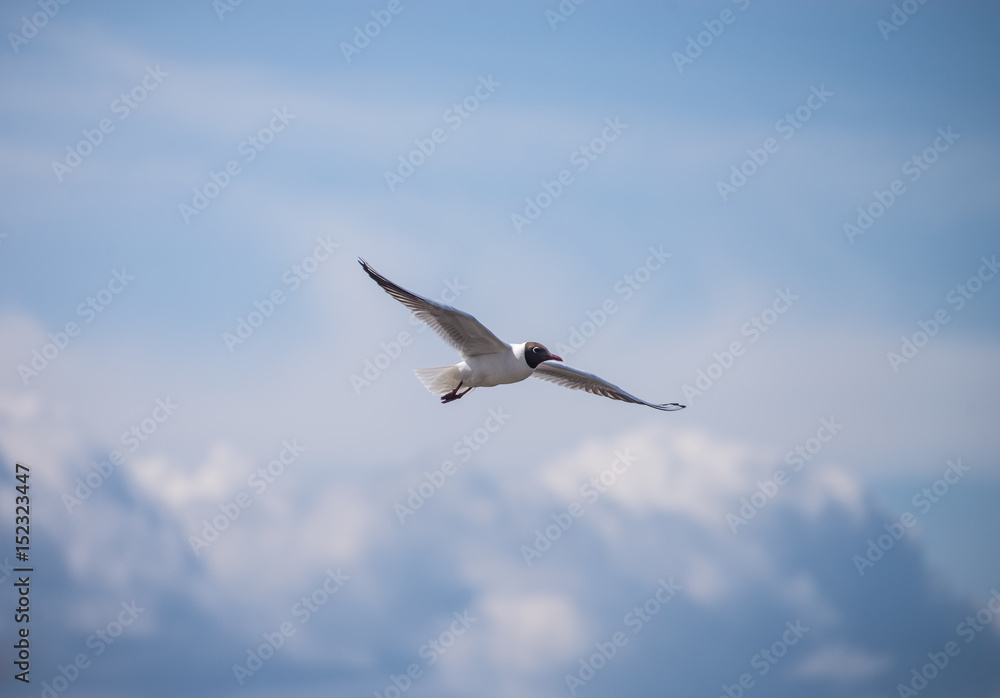 Sun shining and birds flying over a heavenly blue sky Sun shining and birds flying over a heavenly blue sky