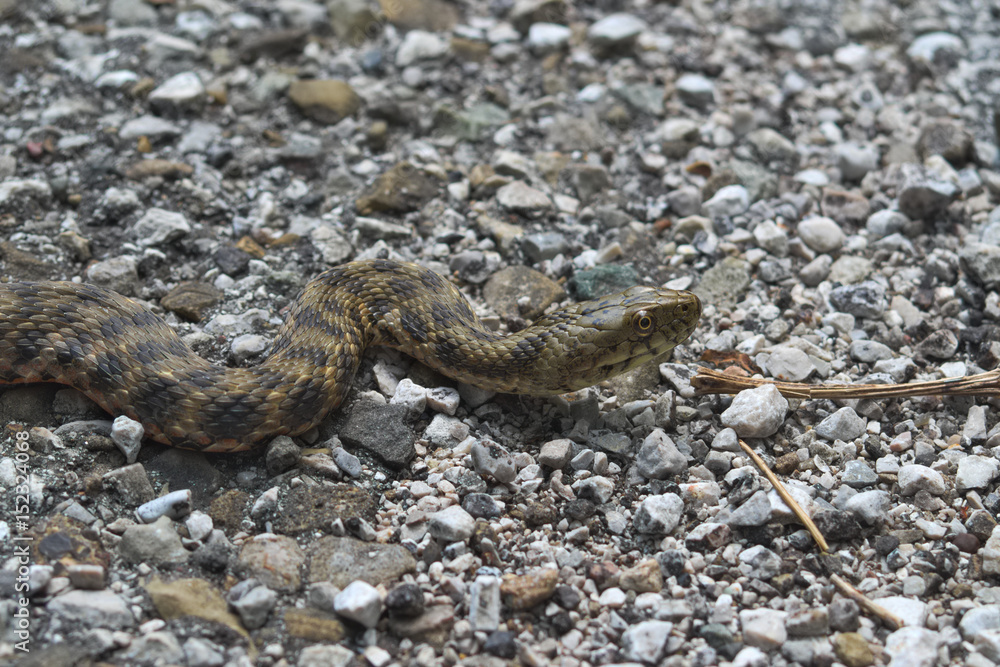 Obraz premium Head of a dice snake (Natrix tassellata)