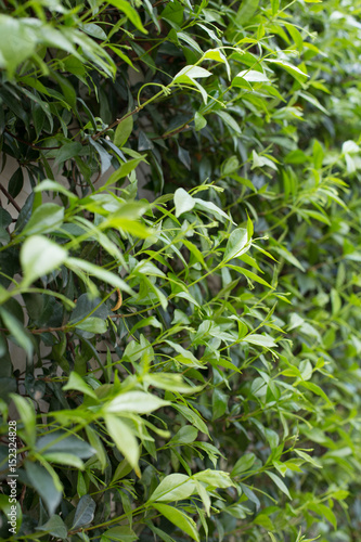 A wall with green leaves of a climbing plant. Italy  Europe