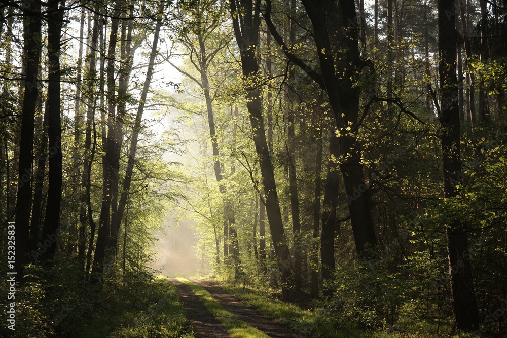 Obraz premium Rural road through the spring forest