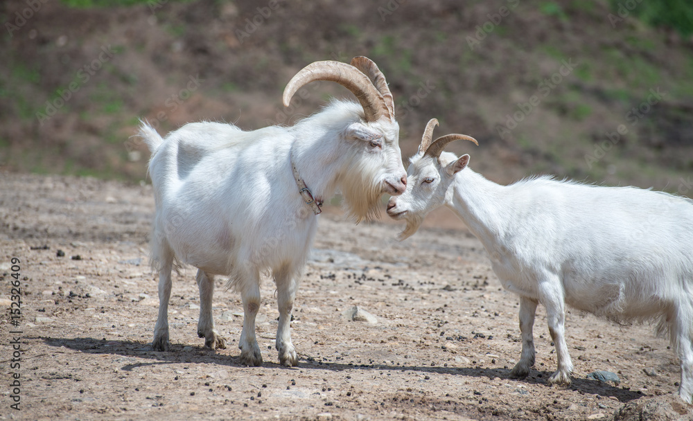 Obraz premium White goats grazing on stony ground plains near Bauska, Latvia.