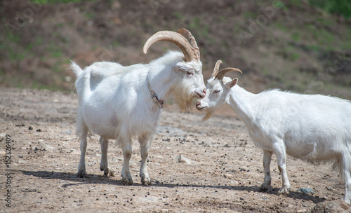 White goats grazing on stony ground plains near Bauska, Latvia.