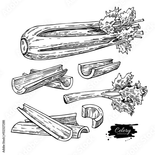 Celery hand drawn vector illustration set. Isolated Vegetable engraved style object. Detailed vegetarian food