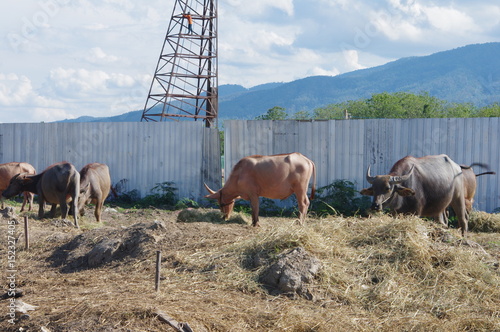 buffalo herd are eating grass in the farm.