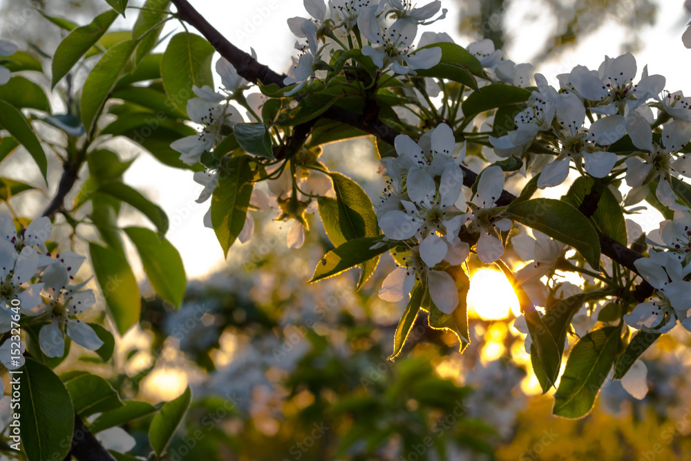 White flowers of an apple tree on a sunset background White flowers of an apple tree on a sunset background
