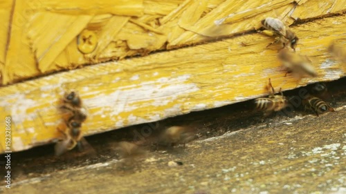 Macro shot of honey bees entering and exiting a yellow beehive