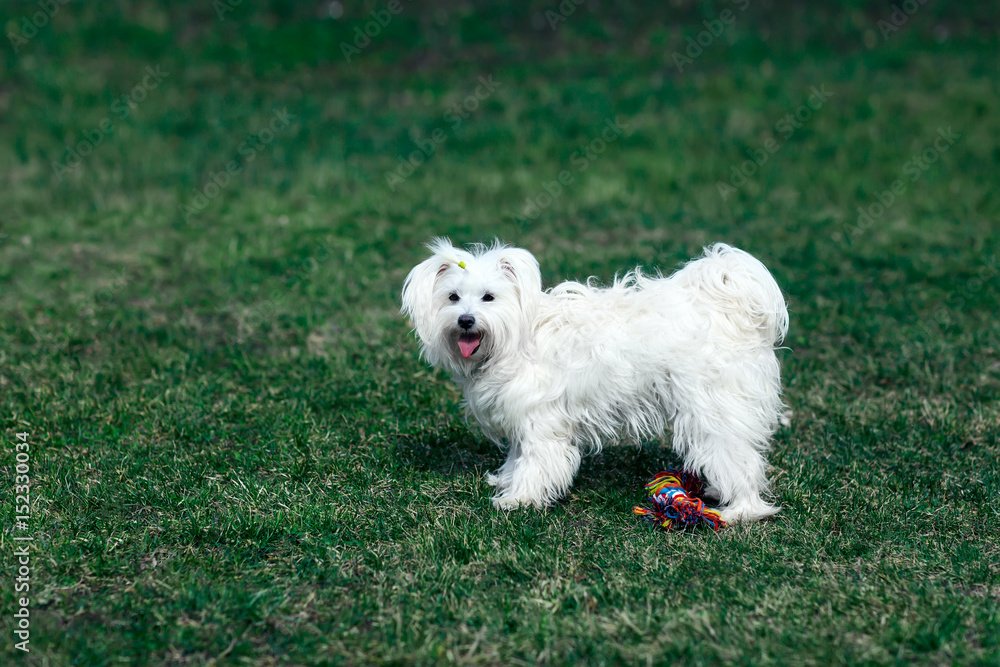 Cute dog playing outdoors with toy Cute dog playing outdoors with toy