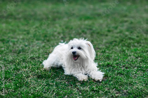 Cute white dog sitting in grass
