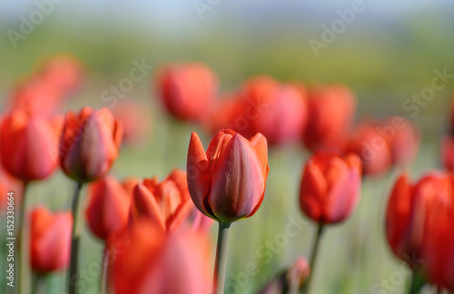 Red tulips growing on a green field at springtime.