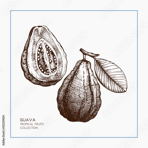 Guava hand drawn illustration.
