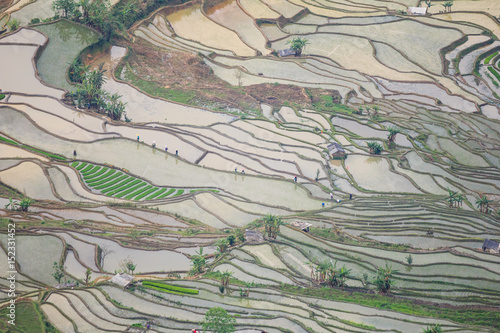 Top view on terraced fields in Yuanyang UNESCO China