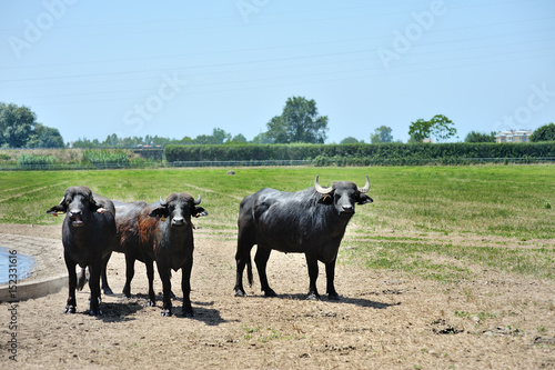 Three italian buffalo in a field