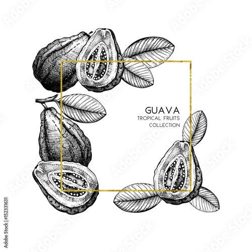 Guava hand drawn illustration.