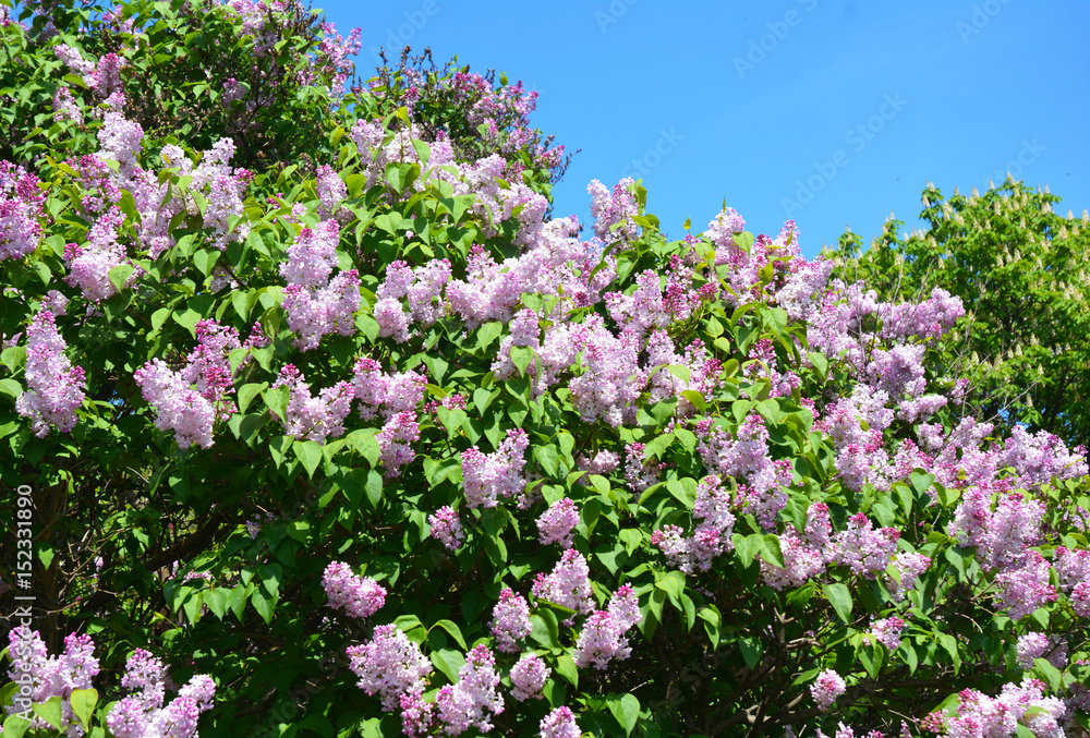 Lilac. Purple Lilac flowers. Blooming bush of purple lilacs in spring. Beautiful flowers of lilac. Lilac. Purple Lilac flowers. Blooming bush of purple lilacs in spring. Beautiful flowers of lilac.