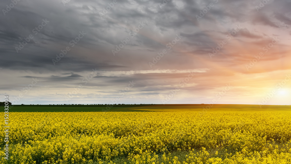 Field of rapeseed for biofuel production and a beautiful sky during sunset.