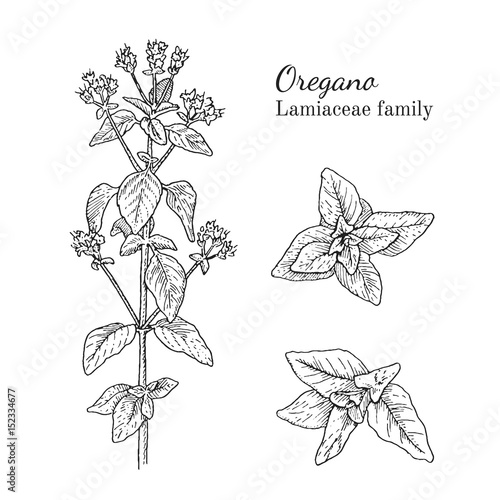 Ink oregano herbal illustration. Hand drawn botanical sketch style. Absolutely vector. Good for using in packaging - tea, condinent, oil etc - and other applications