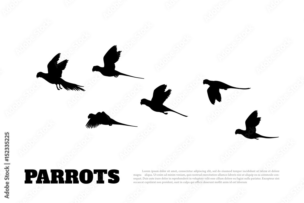 Obraz premium Black silhouette of a flock of parrots on white background. Animals of Australia