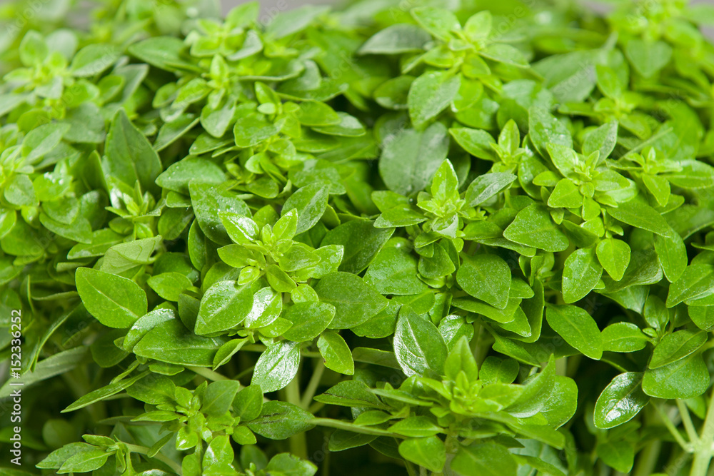 Greek Basil Leaves. Fresh, Growing In Pot. Greek Basil Leaves. Fresh, Growing In Pot.