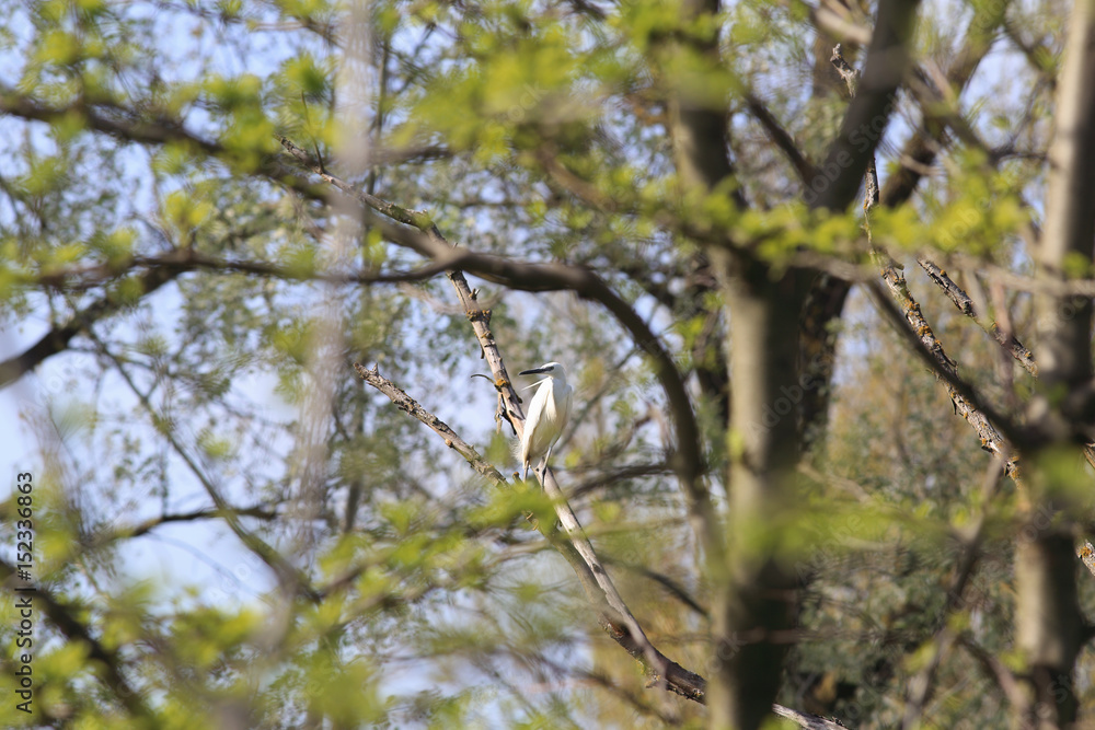 White egret on the branches of a tall tree... White egret on the branches of a tall tree...