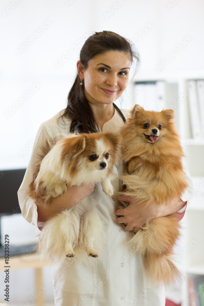 Veterinarian with dogs in hands in clinic Veterinarian with dogs in hands in clinic