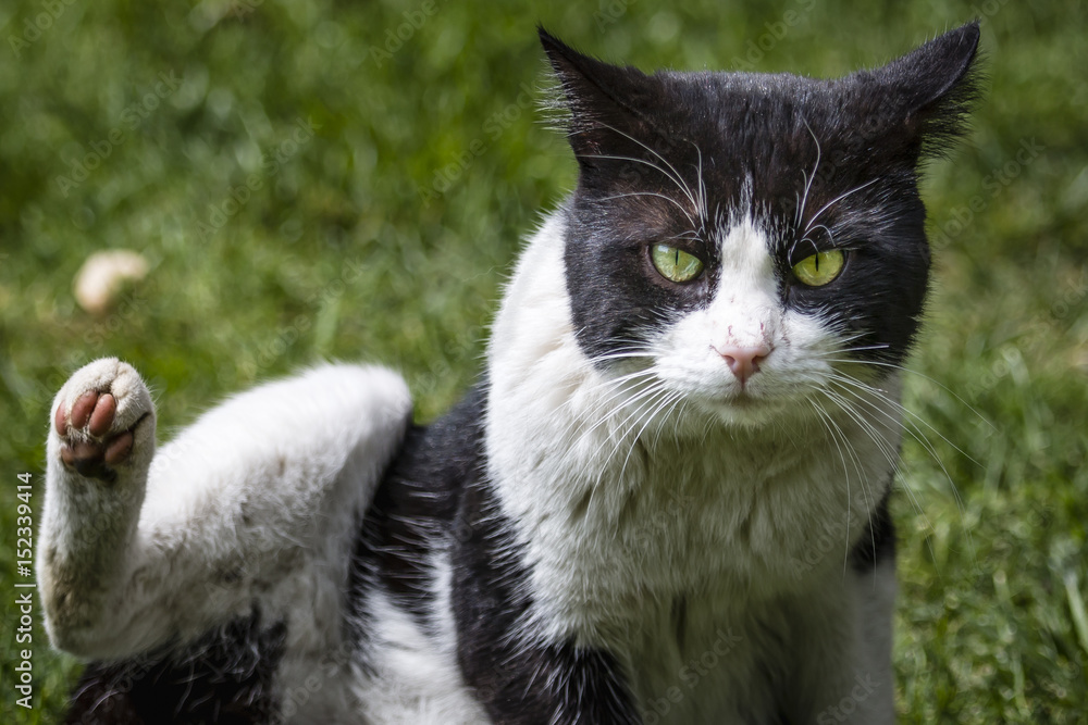 cat on the garden cat on the garden