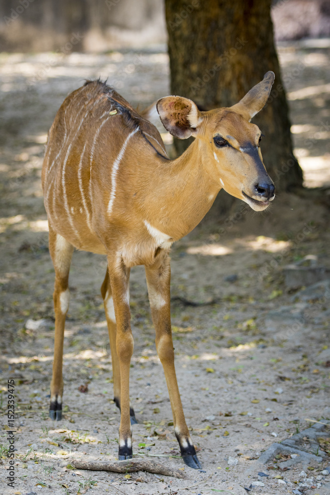 Image of deer on nature background. Wild Animals. Image of deer on nature background. Wild Animals.